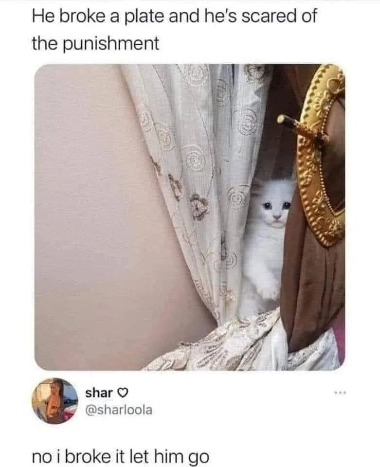 A white cat peeks out nervously from behind a curtain, next to a broken ornate gold-framed mirror, implying guilt over…