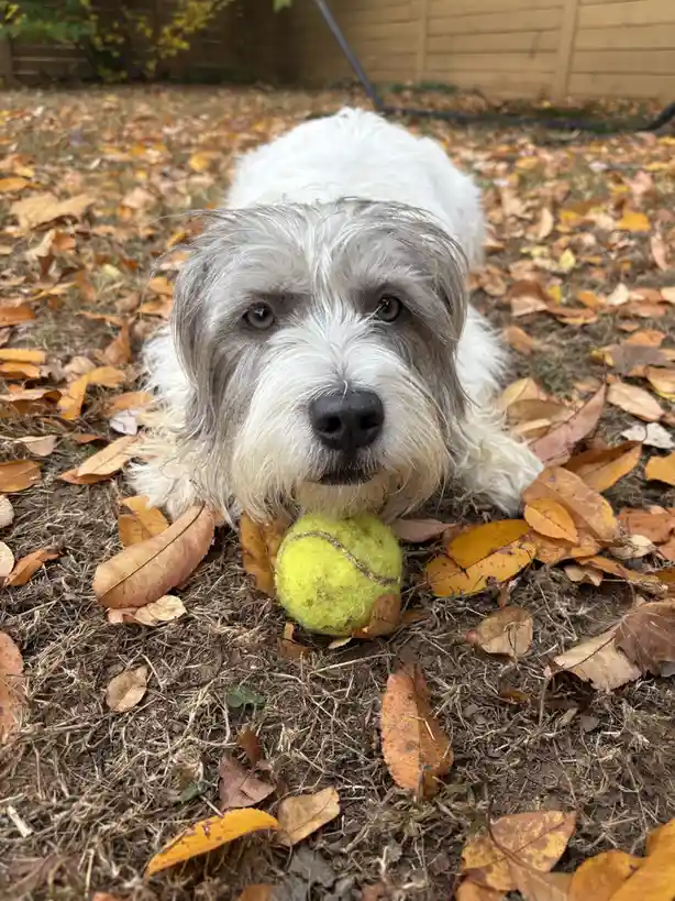 A fluffy white and gray dog lies in a yard covered in fallen autumn leaves, looking directly at the camera with a slightly…