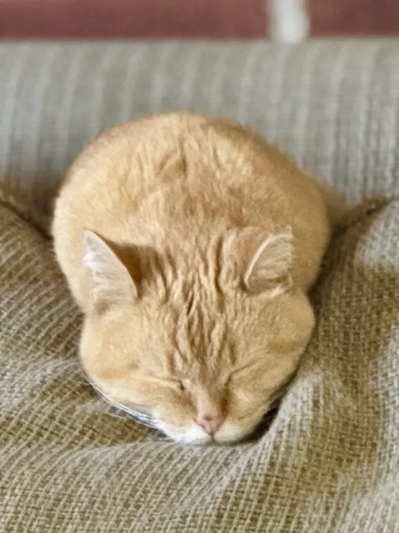 a ginger cat is curled up tightly in a ball on a textured beige couch, eyes closed and appearing deeply asleep. The overlaid…