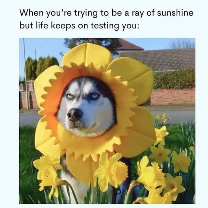 A husky dog with striking blue eyes wears a large, yellow, paper-mâché sunflower costume around its head, standing in a…