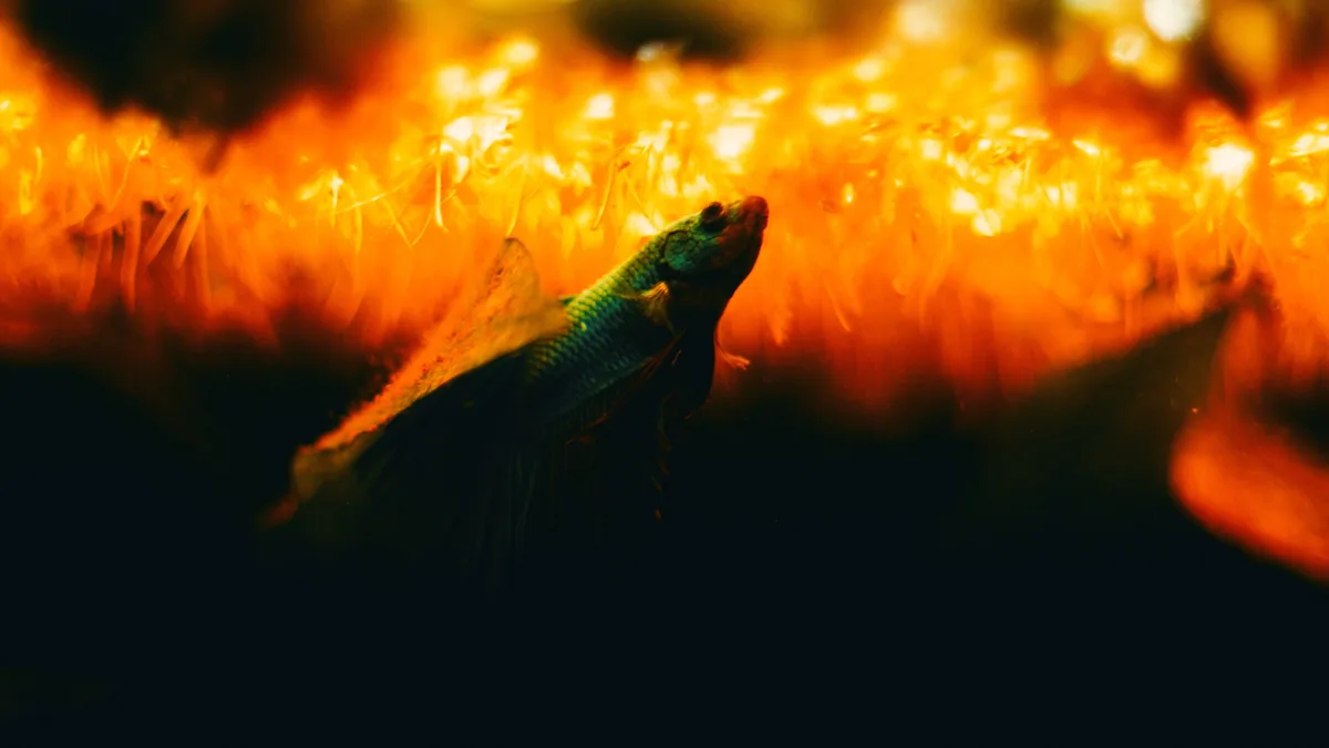 A close-up photograph shows a betta fish with iridescent green scales and flowing fins, positioned in front of a blurred…