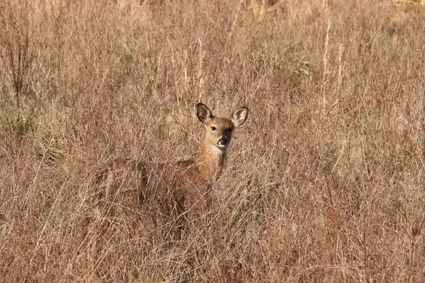 I nearly overlooked this deer until I was just 25 yards away!