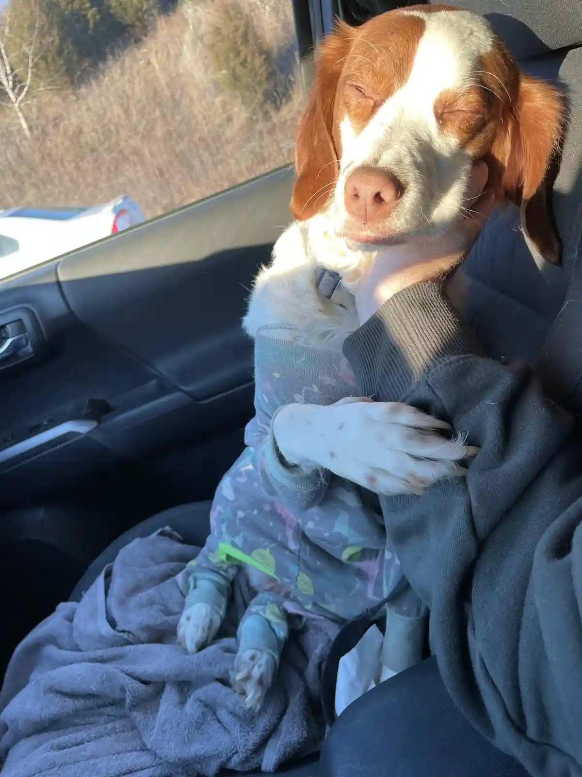A brown and white dog wearing patterned pajamas is sleeping peacefully in a car seat, nestled in a person's arms who is…