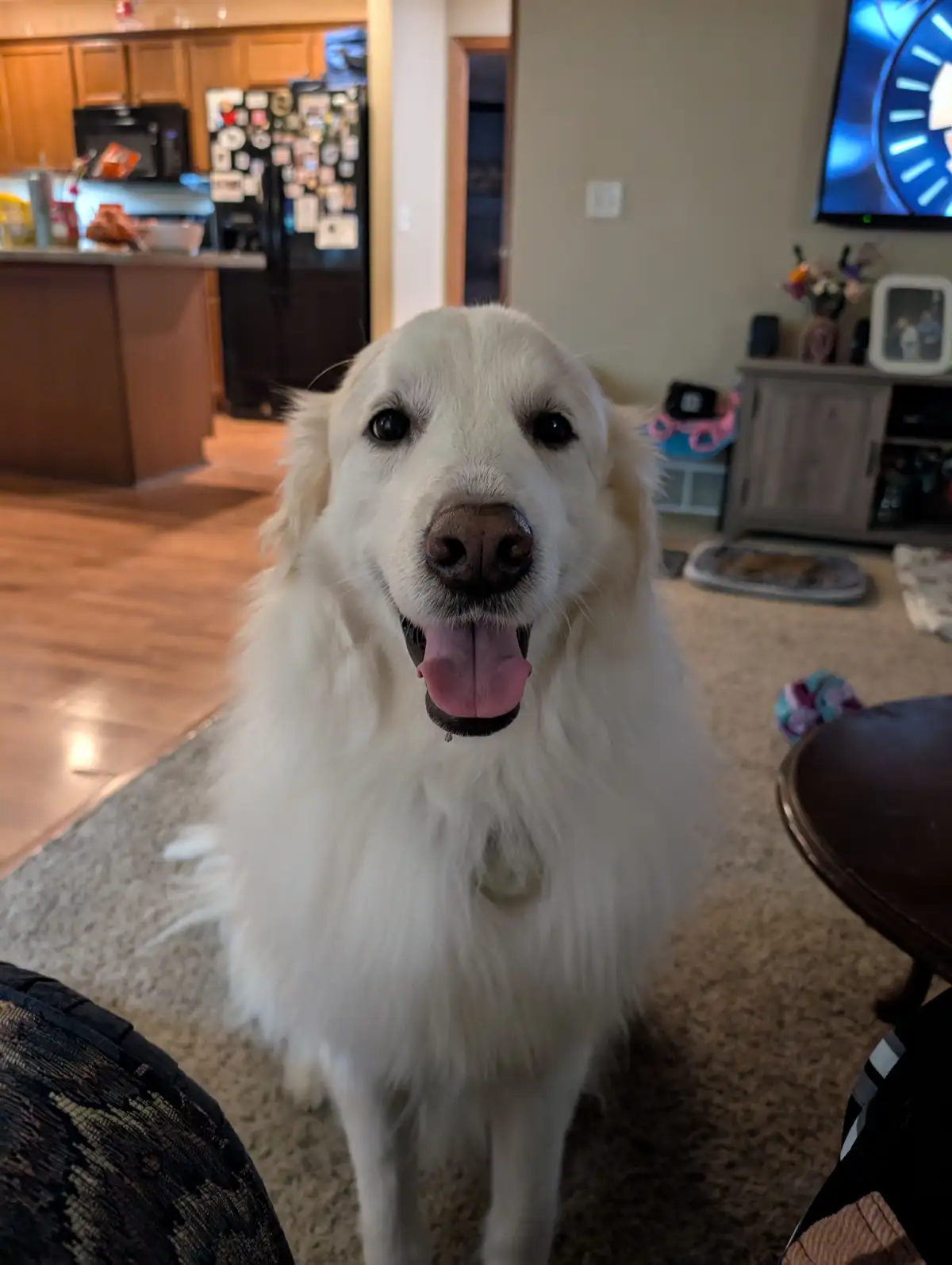A fluffy white dog with its tongue out is looking directly at the camera in a home setting, with a kitchen and TV visible in…