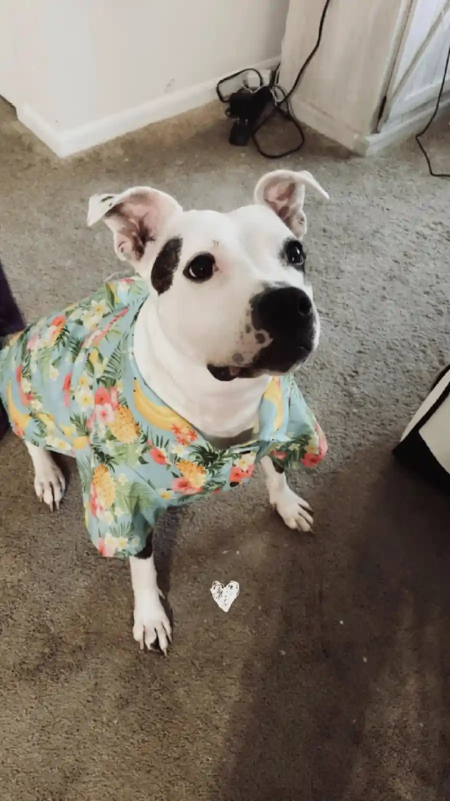 A white dog with black spots and large ears is wearing a colorful Hawaiian shirt with pineapples and flowers, looking up at…