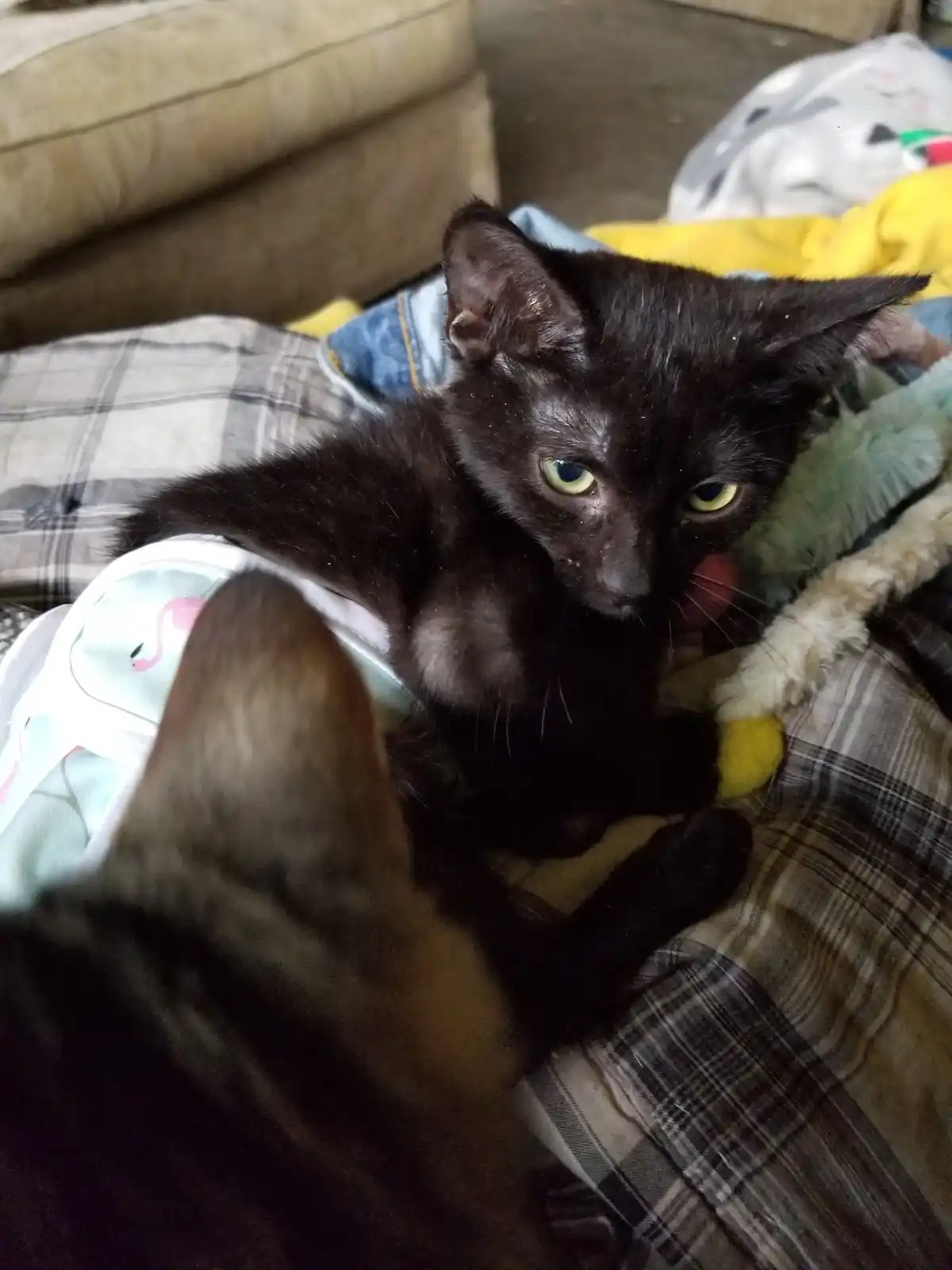 A small black kitten with bright yellow eyes sits on a pile of blankets and clothes, licking its nose while looking directly…