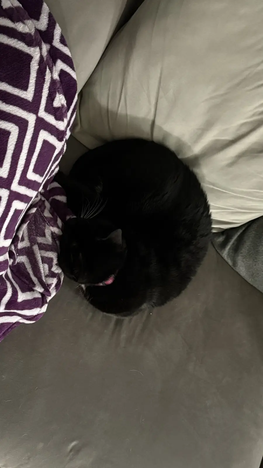 A black cat is curled up in a tight ball on a gray couch, partially tucked under a purple and white geometric-patterned…