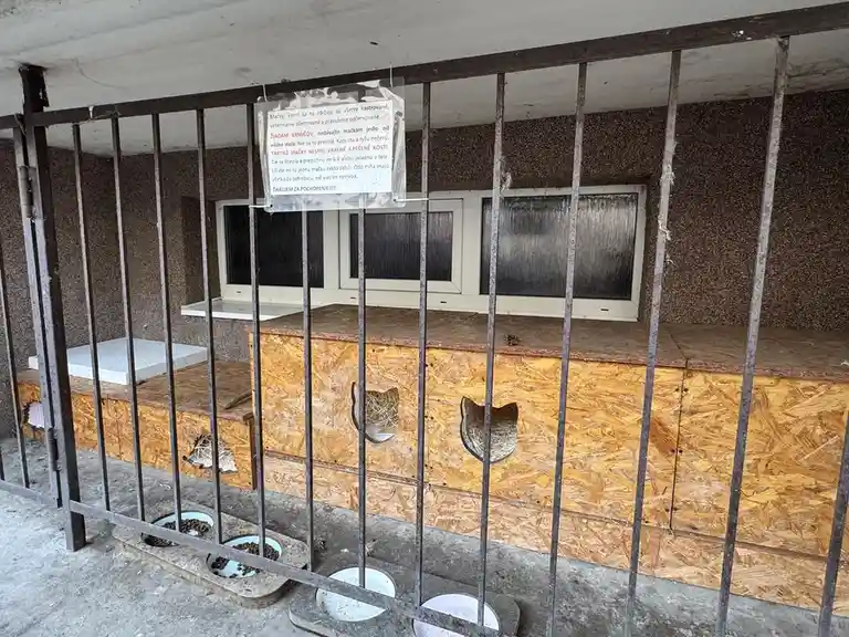 An image of a cat shelter with metal bars, wooden cat houses with cat-shaped openings, and food bowls on the ground. A sign…