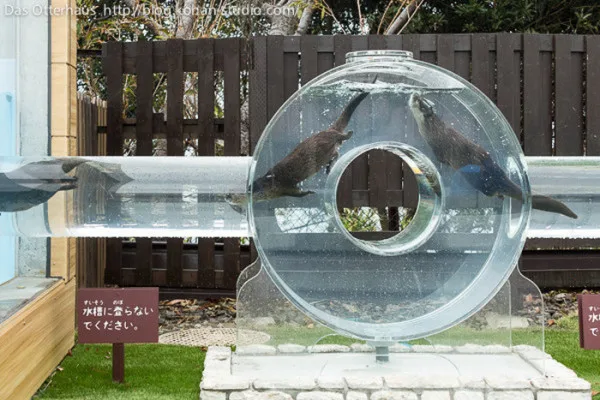 Two otters are swimming inside a large, transparent, circular water wheel at an animal exhibit. The wheel is mounted on a…