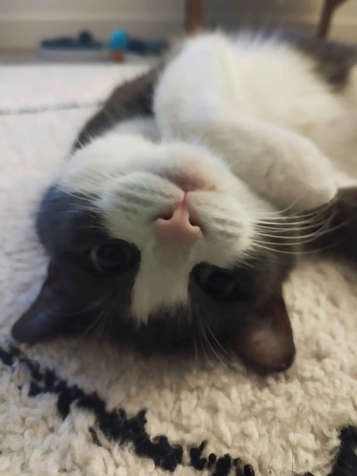 A close-up photo of a fluffy gray and white cat lying on its back on a textured rug, looking directly at the camera with its…