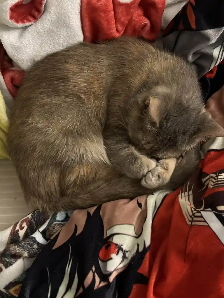The Art of Concrete Cat Curling