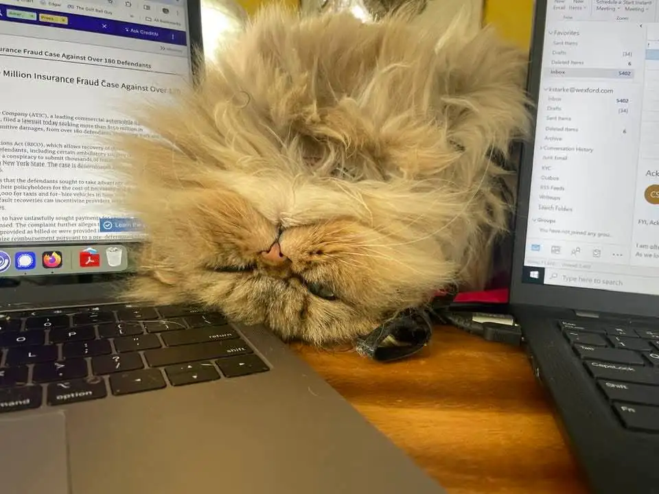 A fluffy, long-haired cat is sleeping soundly with its face pressed against a laptop keyboard, partially obscuring the…