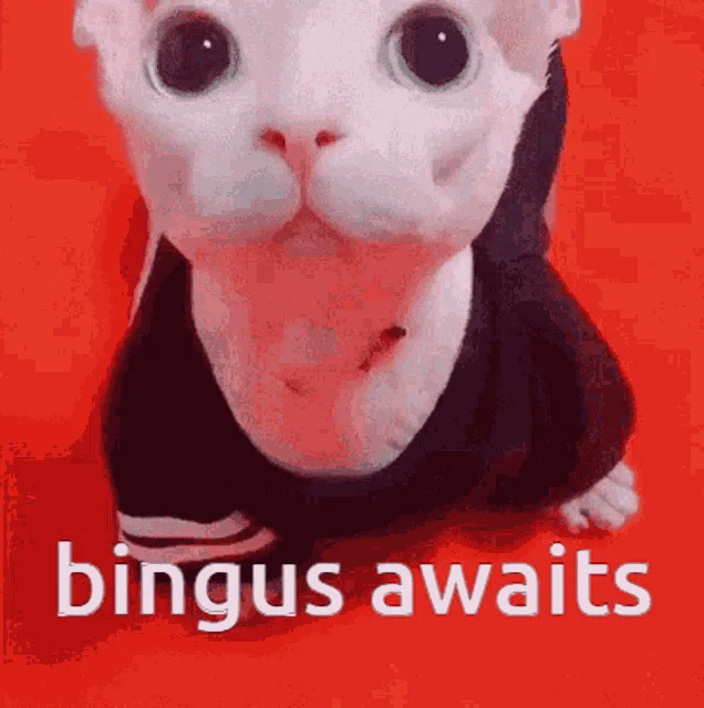 A six-panel grid shows a white hairless cat in a black hoodie against a red background. In five panels, the cat looks…