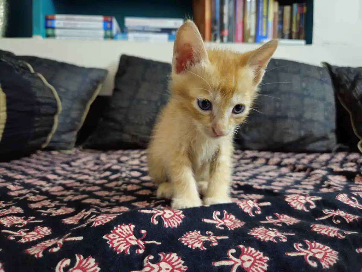 A small orange tabby kitten with large, expressive eyes sits on a dark blue patterned blanket with red and white floral…