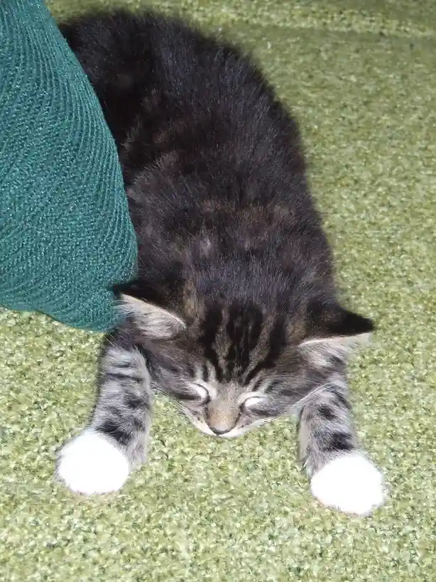 A small tabby kitten with white paws is curled up on a green carpet, eyes closed as if sleeping or deep in thought, with a…
