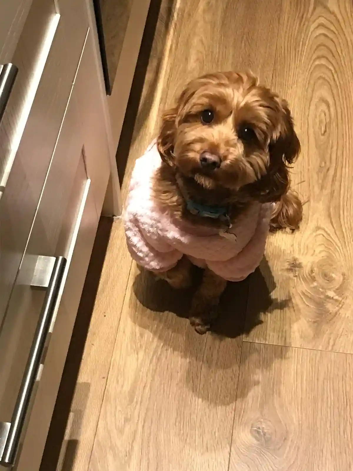 A small, fluffy brown dog wearing a pink fuzzy human-style robe sits on a light wood floor, looking up with large, pleading…