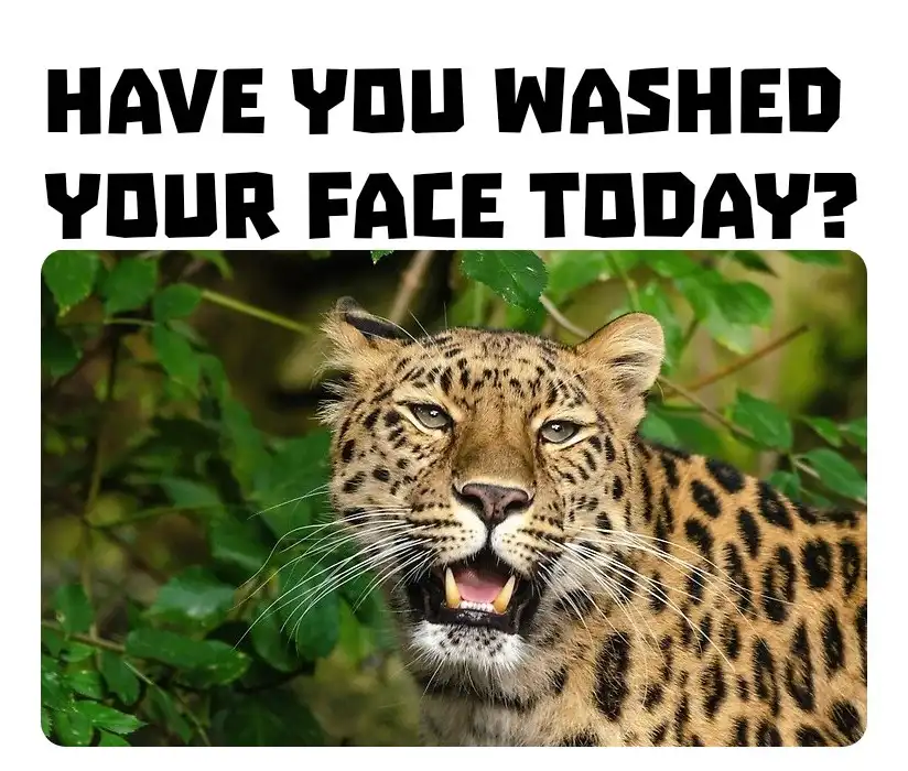A close-up photo of a leopard with a fierce, snarling expression, showing its teeth and whiskers, set against a backdrop of…