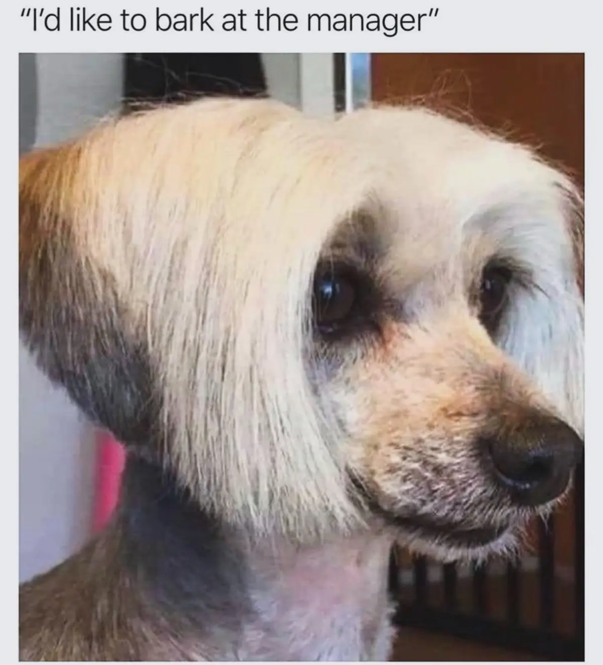 The Bark That Speaks Volumes
