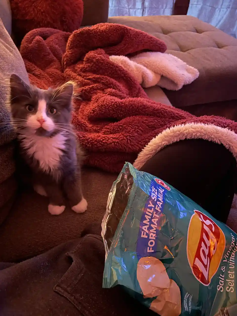 A small gray and white kitten with wide, innocent eyes sits on a dark couch next to a large bag of Lay's Salt & Vinegar…