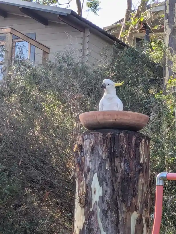 A white cockatoo with a yellow crest perches calmly on a shallow, round, terracotta-colored dish that sits atop a weathered…