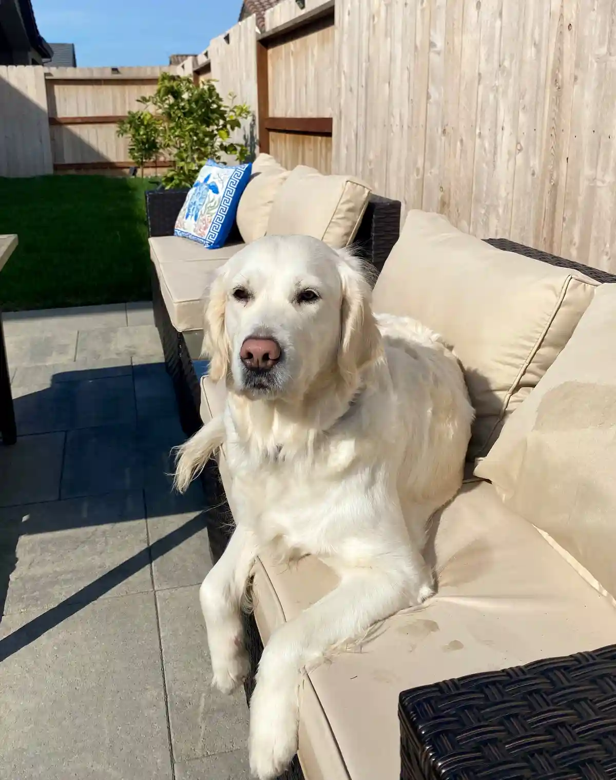 A golden retriever with a relaxed, slightly bored expression lounges on an outdoor patio couch, its paws dangling over the…