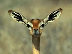 The image displays six identical photos of a gerenuk's head, arranged in two rows of three. The gerenuk has large, alert…