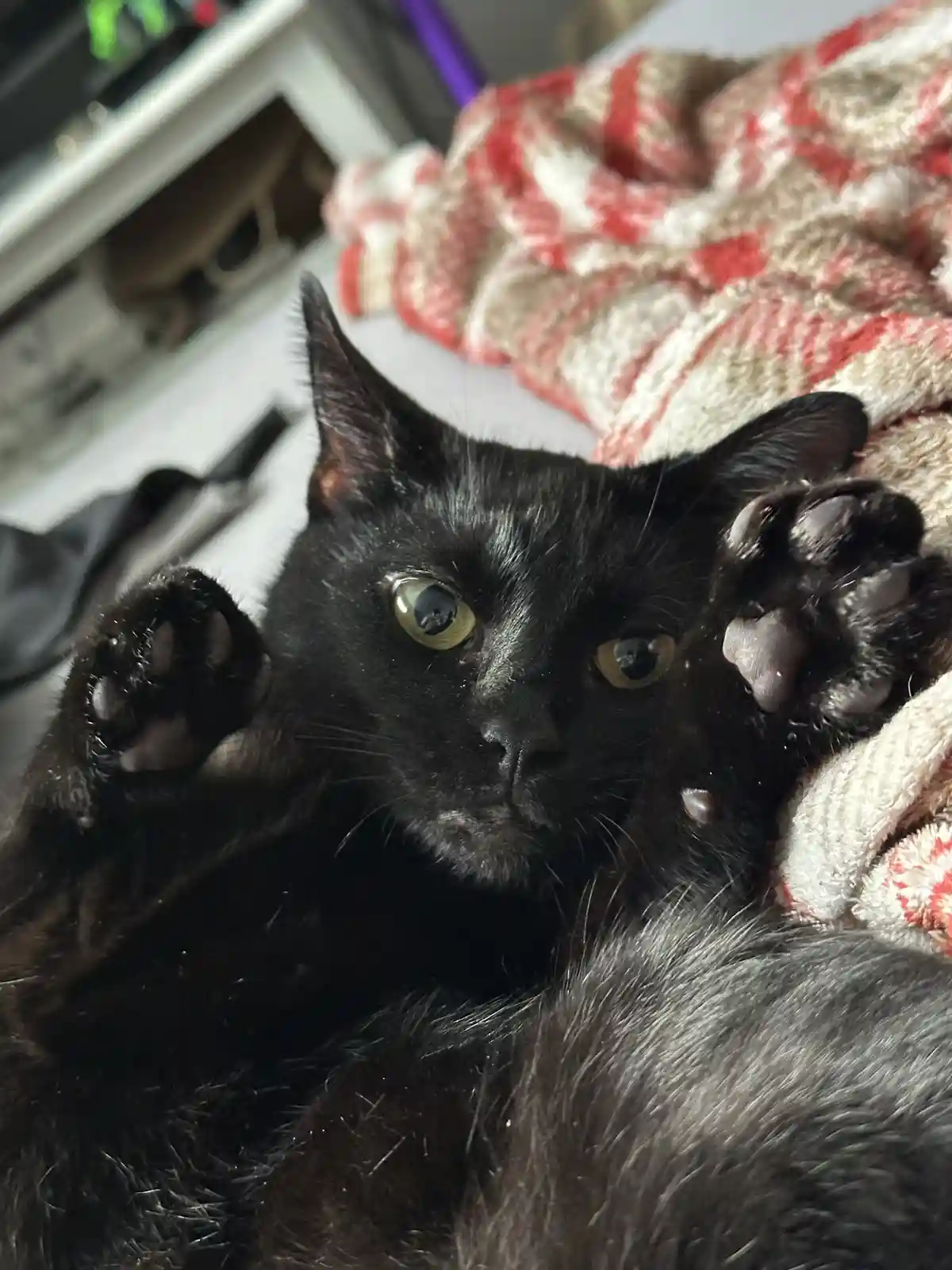 A black cat lies on its back with paws up, looking directly at the camera with wide, expressive eyes. It rests on a red and…