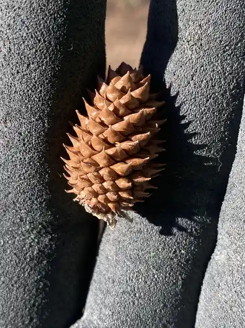 A close-up photo shows a brown pine cone resting in the V-shaped crease of a gray, textured fleece garment, with sunlight…