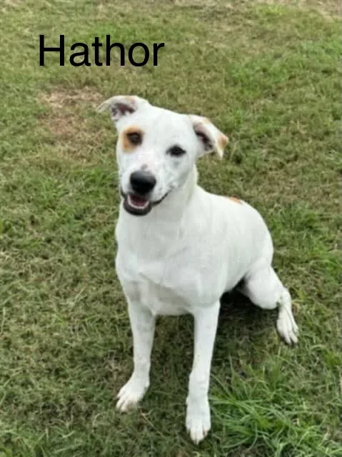 A white dog with brown markings on its face and ears sits on green grass, looking up with an open mouth. The text 'Hathor'…