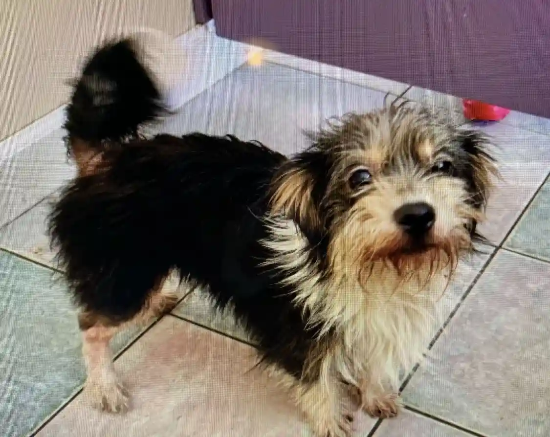 A small, shaggy dog with black and tan fur stands on a tiled floor, looking up with wide, pleading eyes. Its tail is…