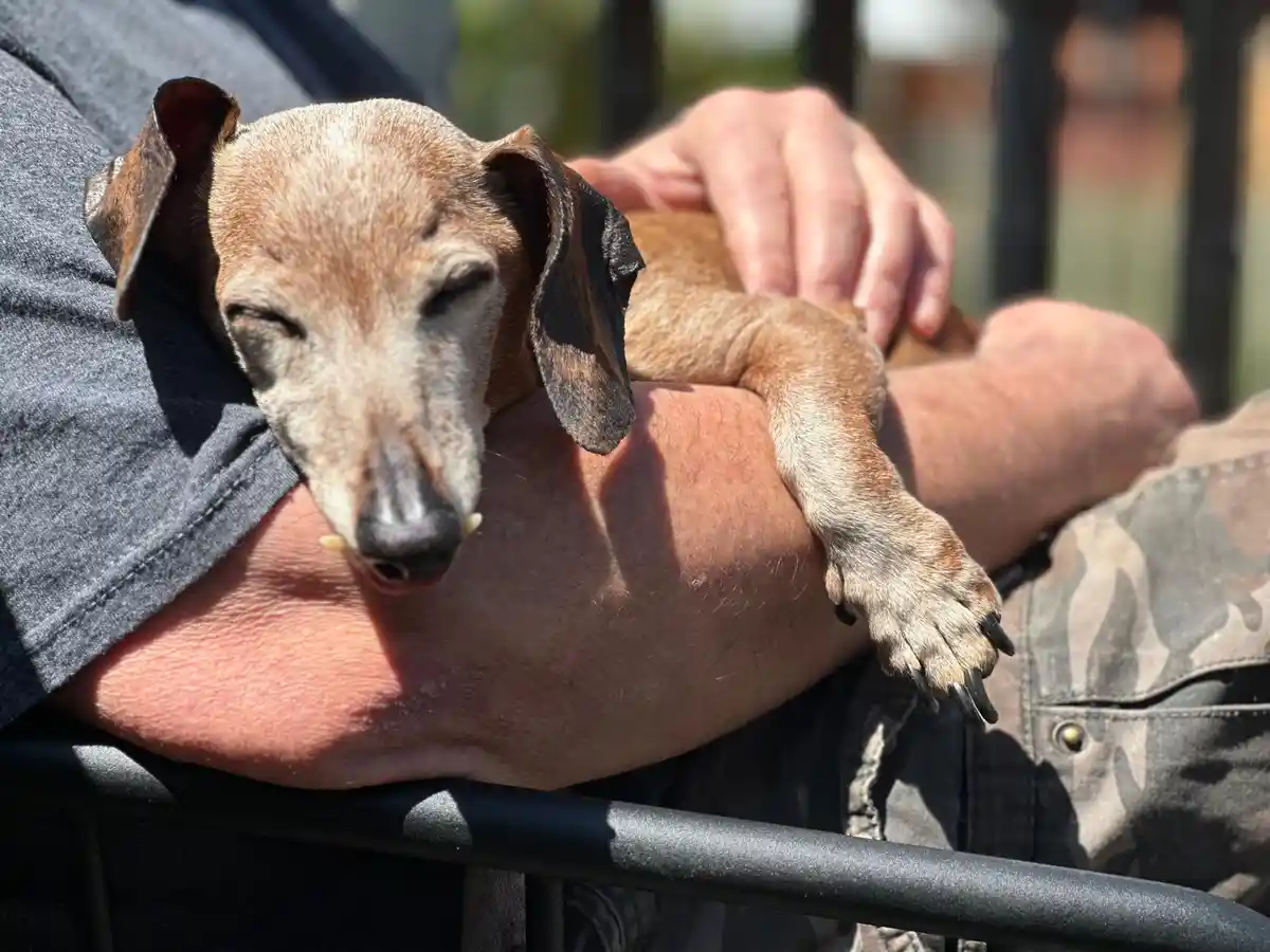 A small brown dachshund with long floppy ears is sleeping soundly with its eyes closed, nestled in the crook of a person's…