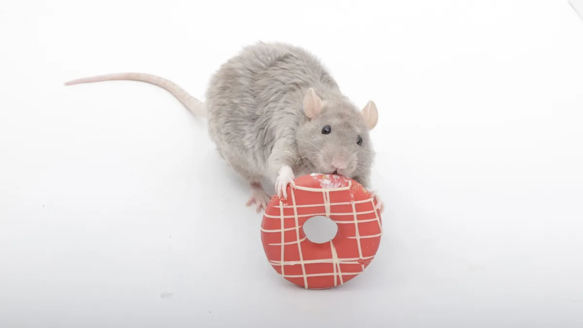 A gray rat is shown against a plain white background, holding and nibbling on a red donut with white icing drizzle. The…