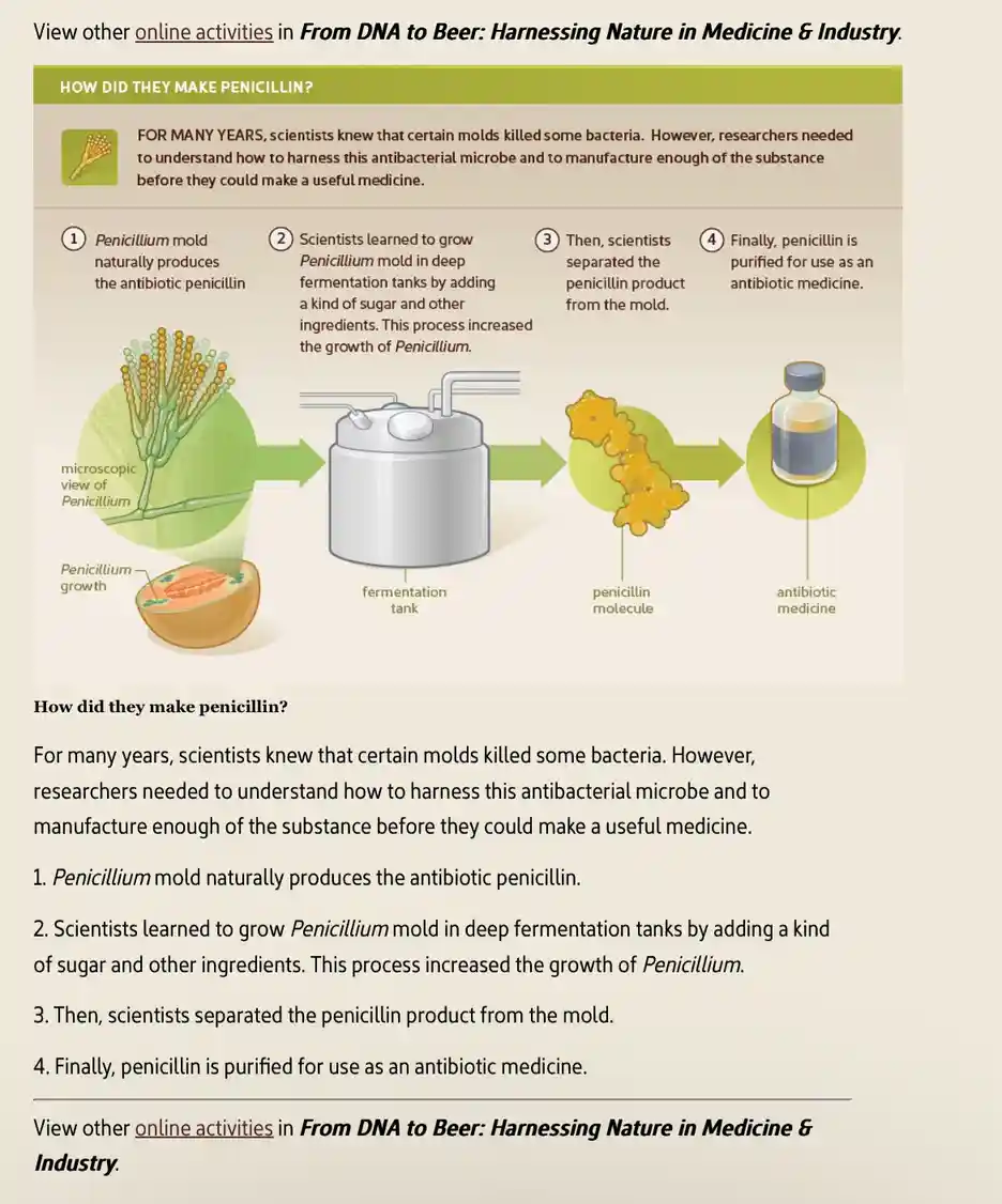 This educational infographic illustrates the four-step process of how scientists manufactured penicillin: starting with…