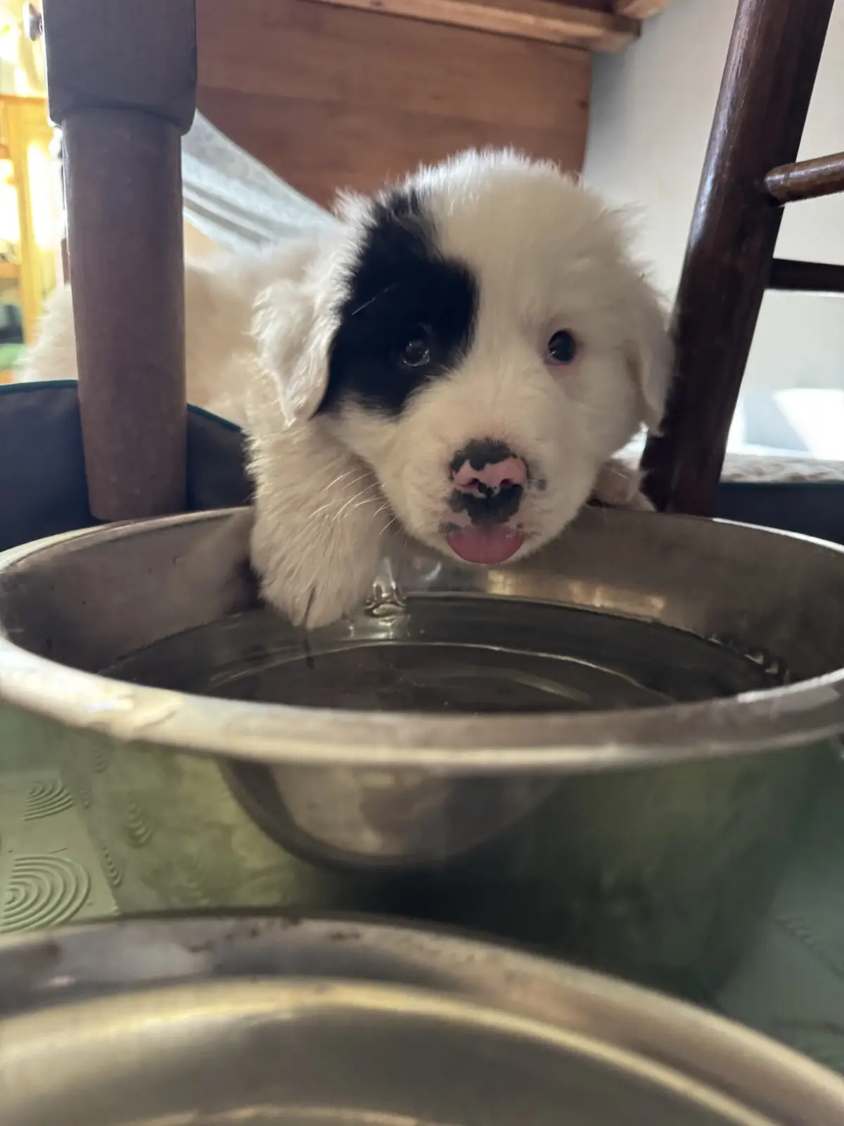 A small, fluffy black-and-white puppy with a pink nose and black markings around one eye is peeking over the rim of a metal…