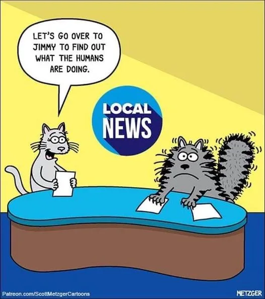 Two cartoon cats sit at a blue news desk under a 'LOCAL NEWS' logo. The cat on the left, holding a paper, says, 'LET'S GO…