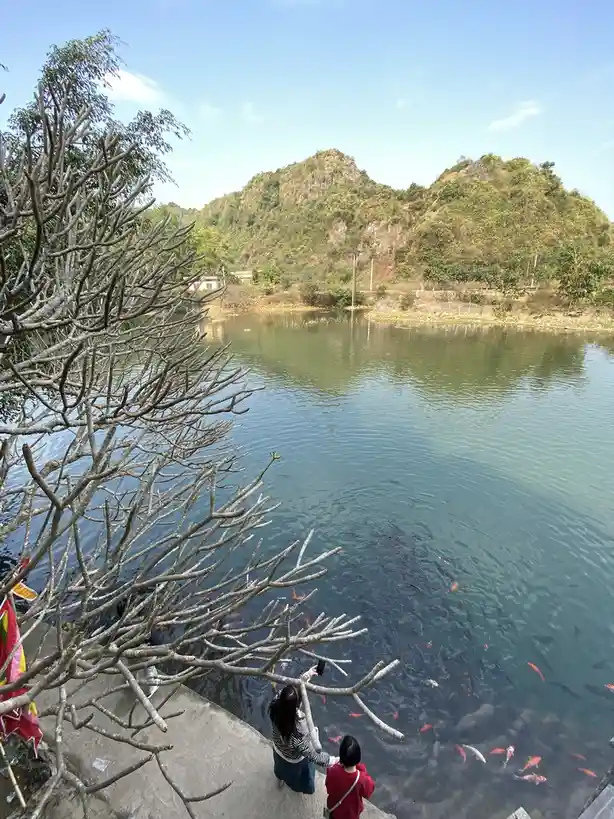 Two people stand at the edge of a pond filled with numerous koi fish, one holding a phone to take a photo. Bare tree…