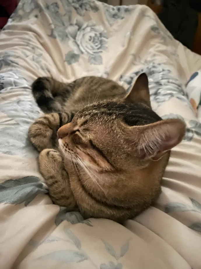 A tabby cat is curled up and sleeping soundly on a floral-patterned bedspread, its eyes closed and whiskers relaxed. The…