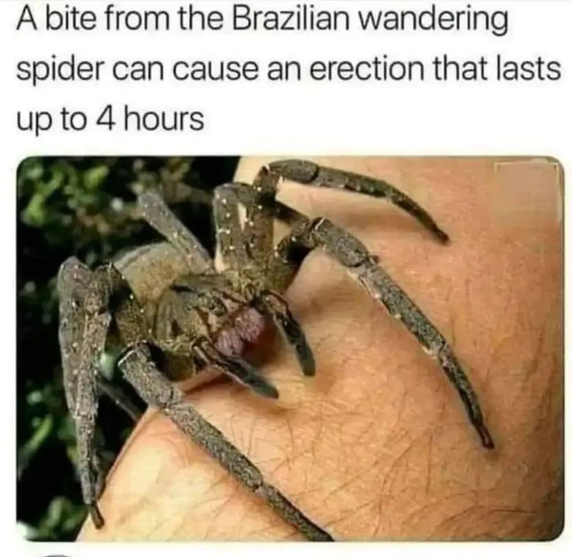 A large, dark brown Brazilian wandering spider is shown resting on a person's bare forearm. The image is overlaid with white…