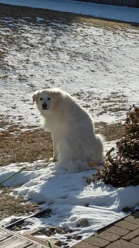 A large, fluffy white dog sits calmly in a patch of snow on a lawn, looking directly at the camera with a neutral…