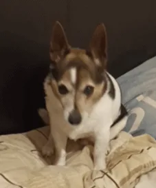 Just a casual yawn, nothing to see here.