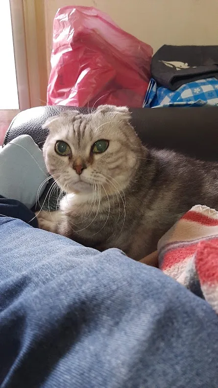 A gray tabby cat with folded ears sits on a couch surrounded by clothes and a red plastic bag, looking directly at the…