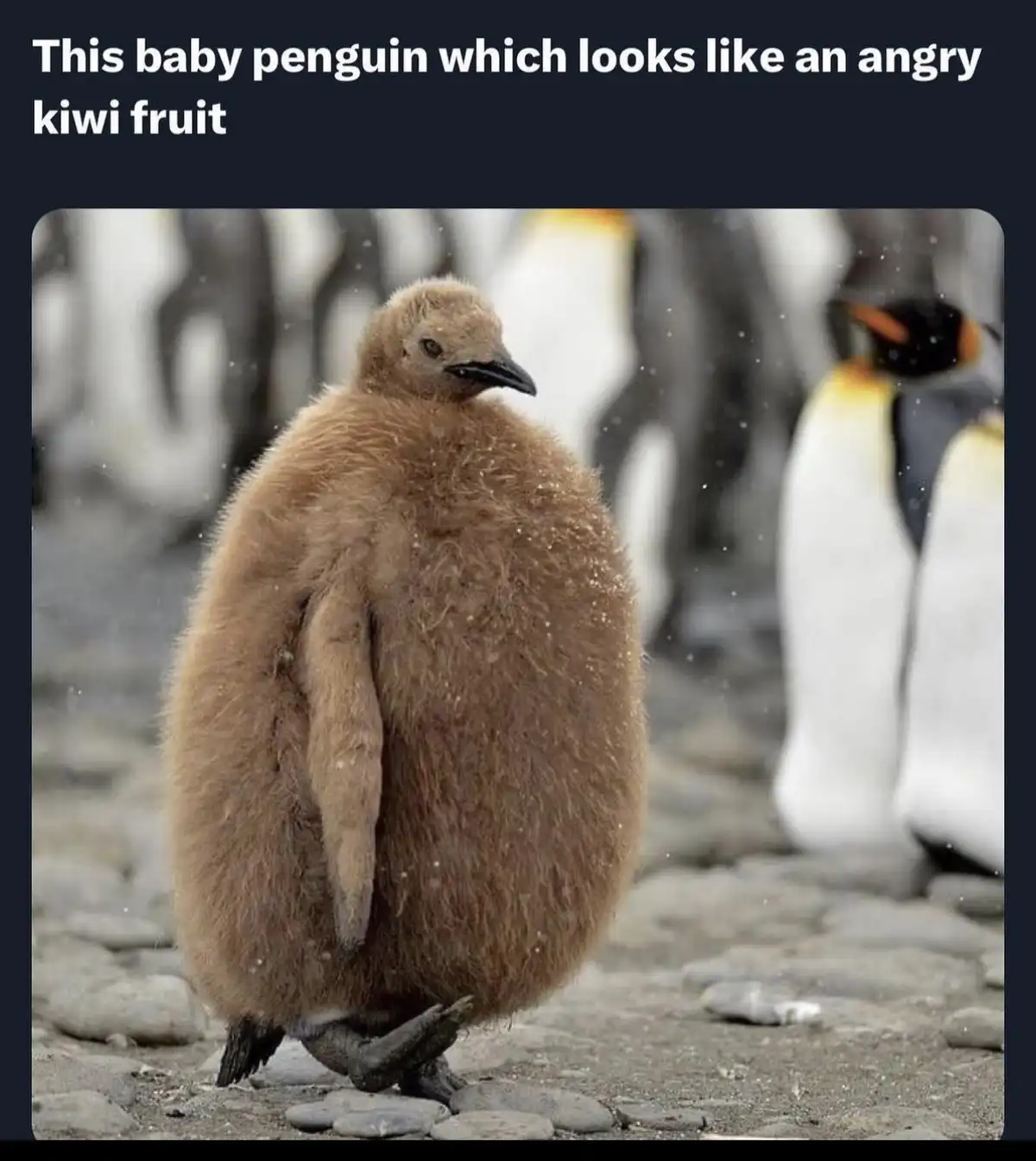A fluffy brown baby penguin stands on a rocky surface, facing away from the camera with its head slightly turned. Its fuzzy…