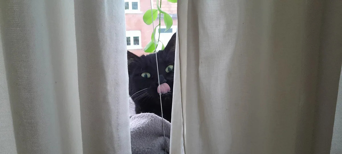 A black cat with bright green eyes peeks through parted white curtains, its pink tongue sticking out as it looks directly at…
