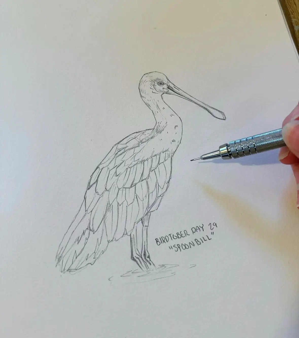 A hand-drawn pencil sketch of a spoonbill bird, identifiable by its long, flat, spoon-shaped bill, standing in shallow…