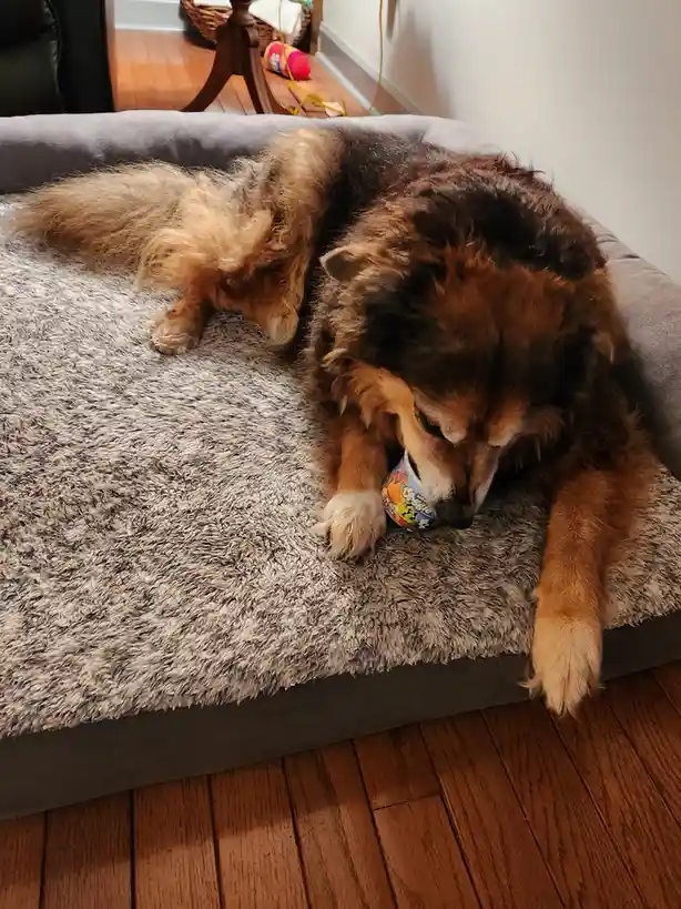 A fluffy brown and black dog is lying on a grey, shaggy dog bed, holding a colorful 'Crazy Bones' toy in its mouth while…