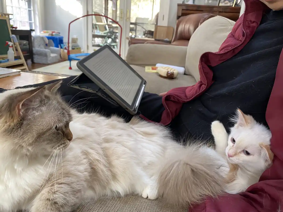 A person sits on a couch with an e-reader propped up, partially obscured by two cats. A large, fluffy, long-haired cat lies…