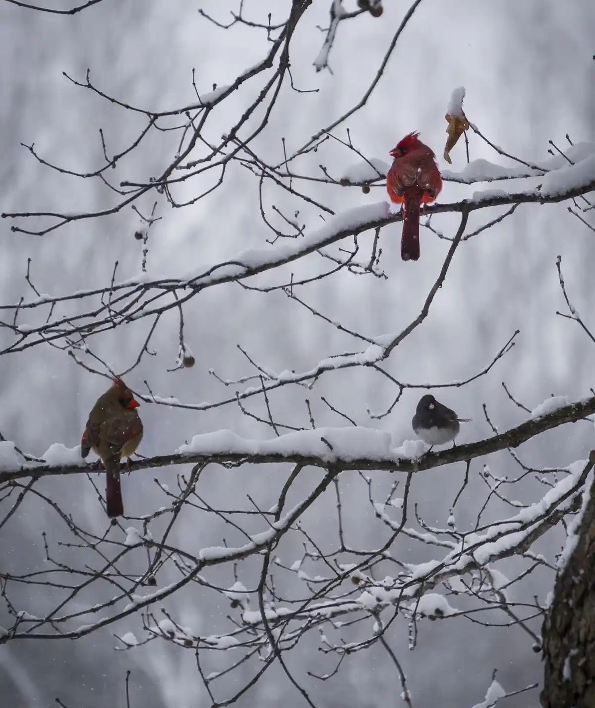 Three birds perch on snow-covered tree branches against a snowy, blurred background. A bright red male cardinal sits atop a…