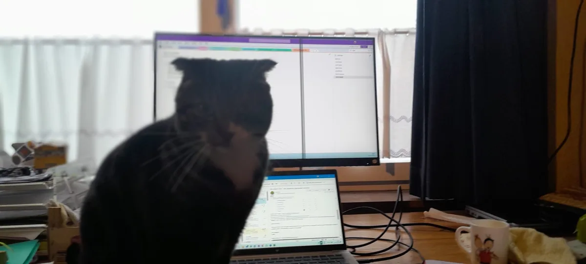 A dark tabby cat sits in front of a desk with a laptop and monitor displaying work-related software, looking directly at the…