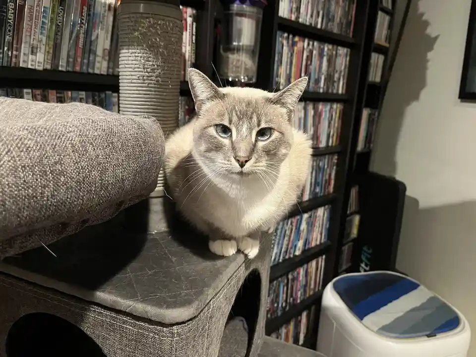A fluffy, light-colored cat with striking blue eyes sits upright on a gray cat tree, looking directly at the camera with a…