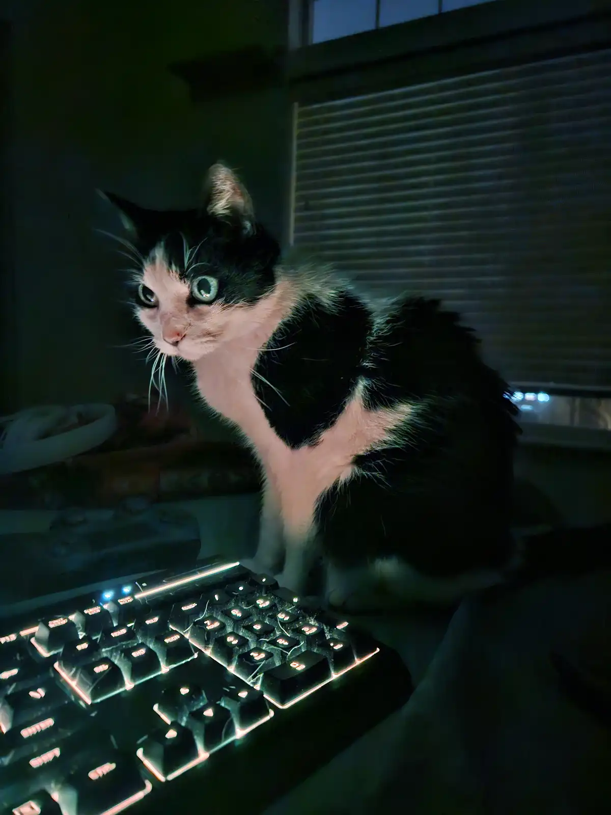 A black and white cat with wide, startled eyes sits on a desk next to a glowing, backlit mechanical keyboard in a dimly lit…